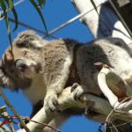 Raymond Island - Koalas